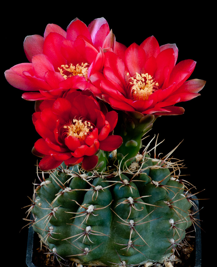 Gymnocalycium baldianum